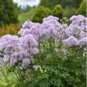 Василистник Thalictrum Cotton Candy